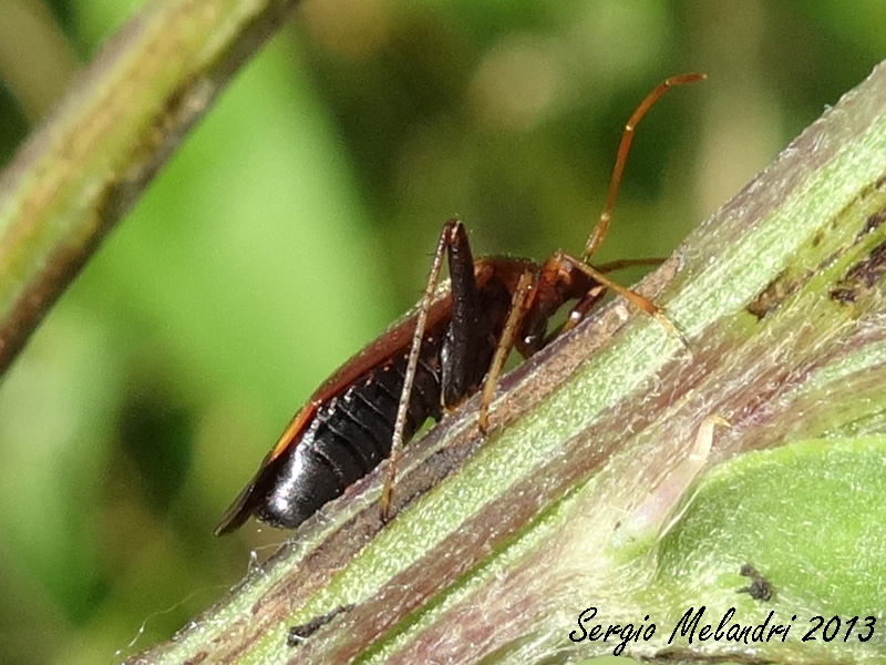 Miridae: Adelphocoris ticinensis della Romagna (RA)